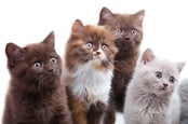 Four wide-eyed kittens