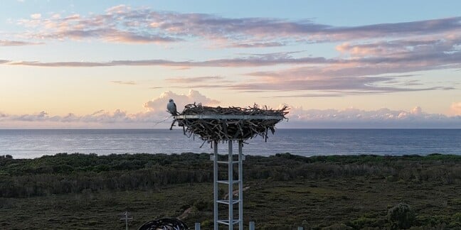 Birds nest on nbn Australia telecoms tower